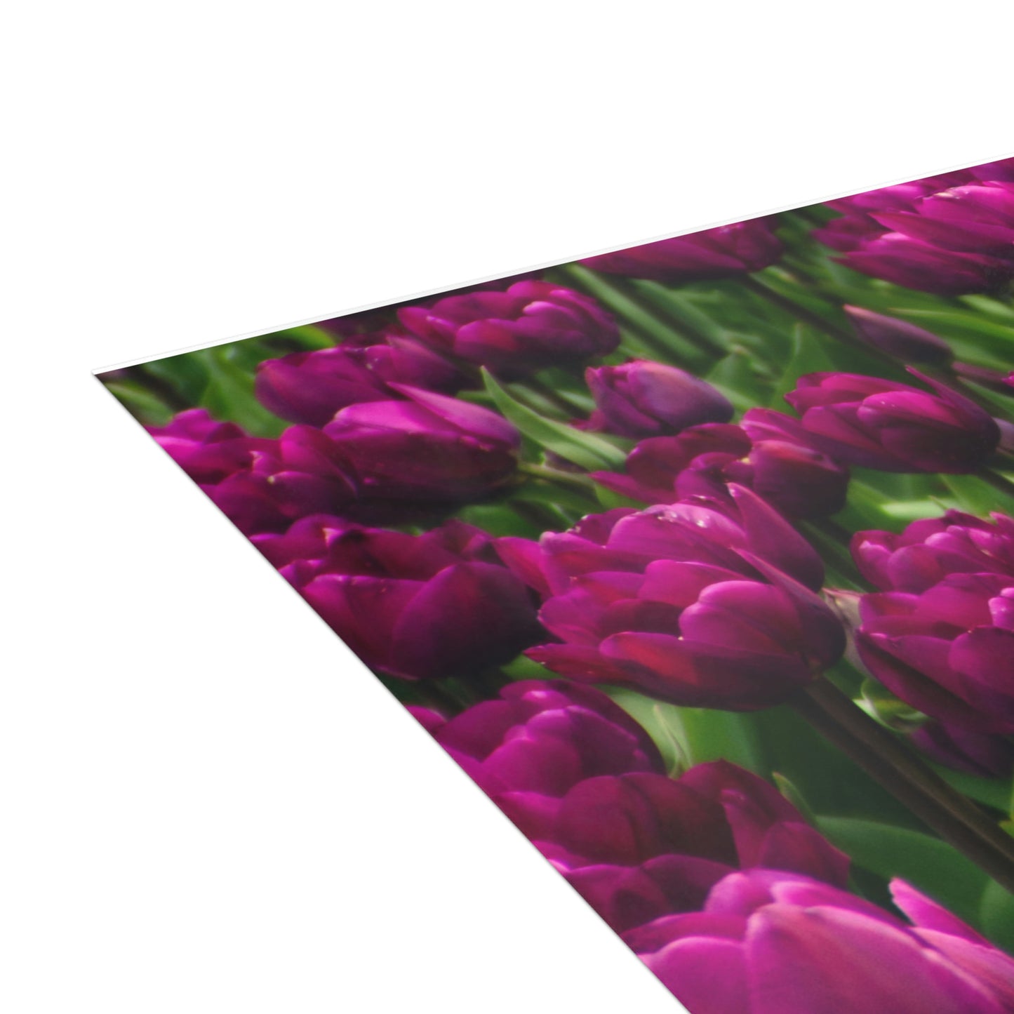 Flowers 20 Greeting Cards (1, 10, 30, and 50pcs)