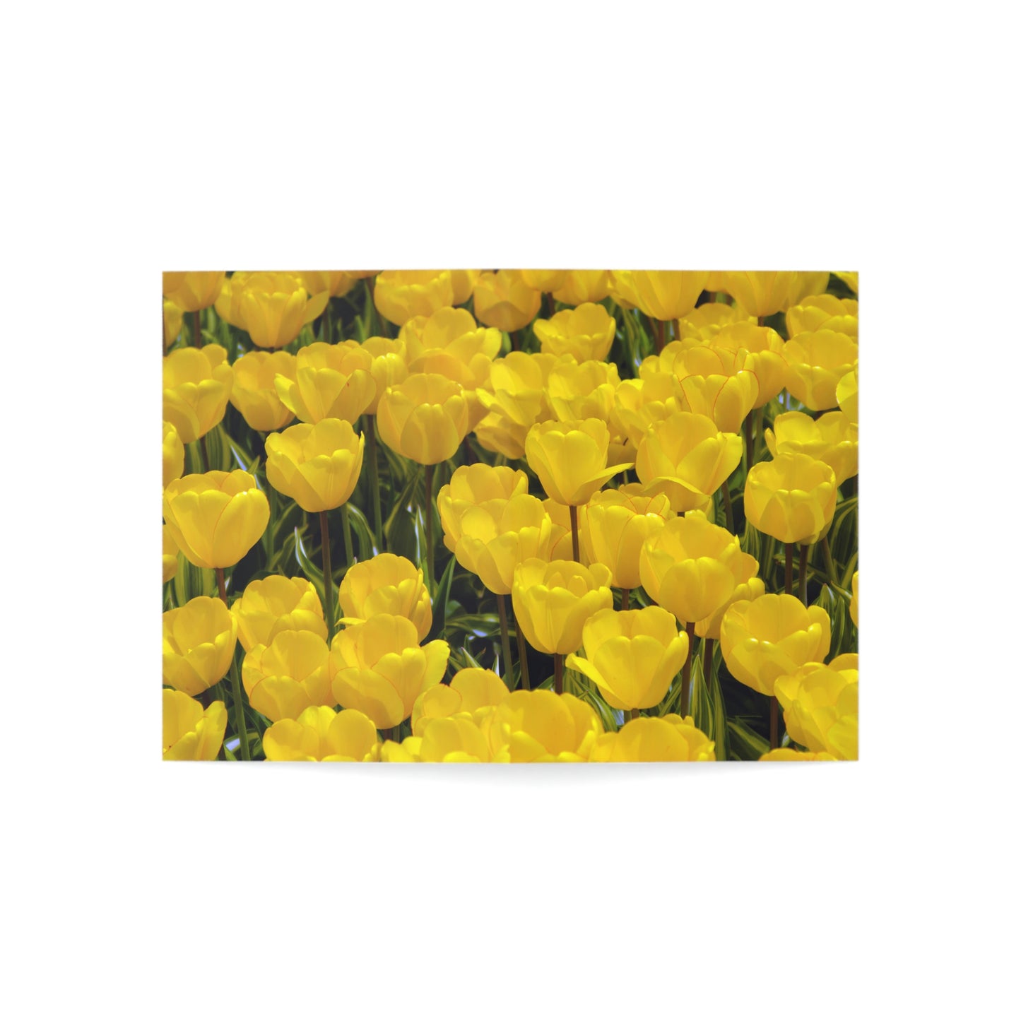 Flowers 23 Greeting Cards (1, 10, 30, and 50pcs)