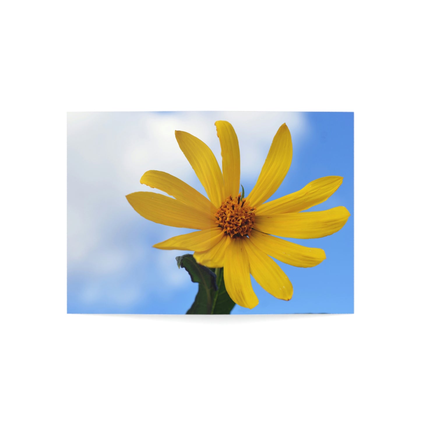 Flowers 32 Greeting Cards (1, 10, 30, and 50pcs)