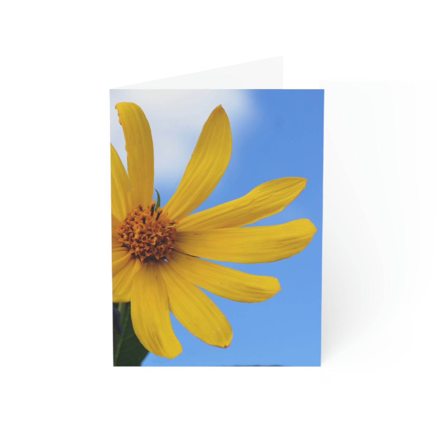 Flowers 32 Greeting Cards (1, 10, 30, and 50pcs)