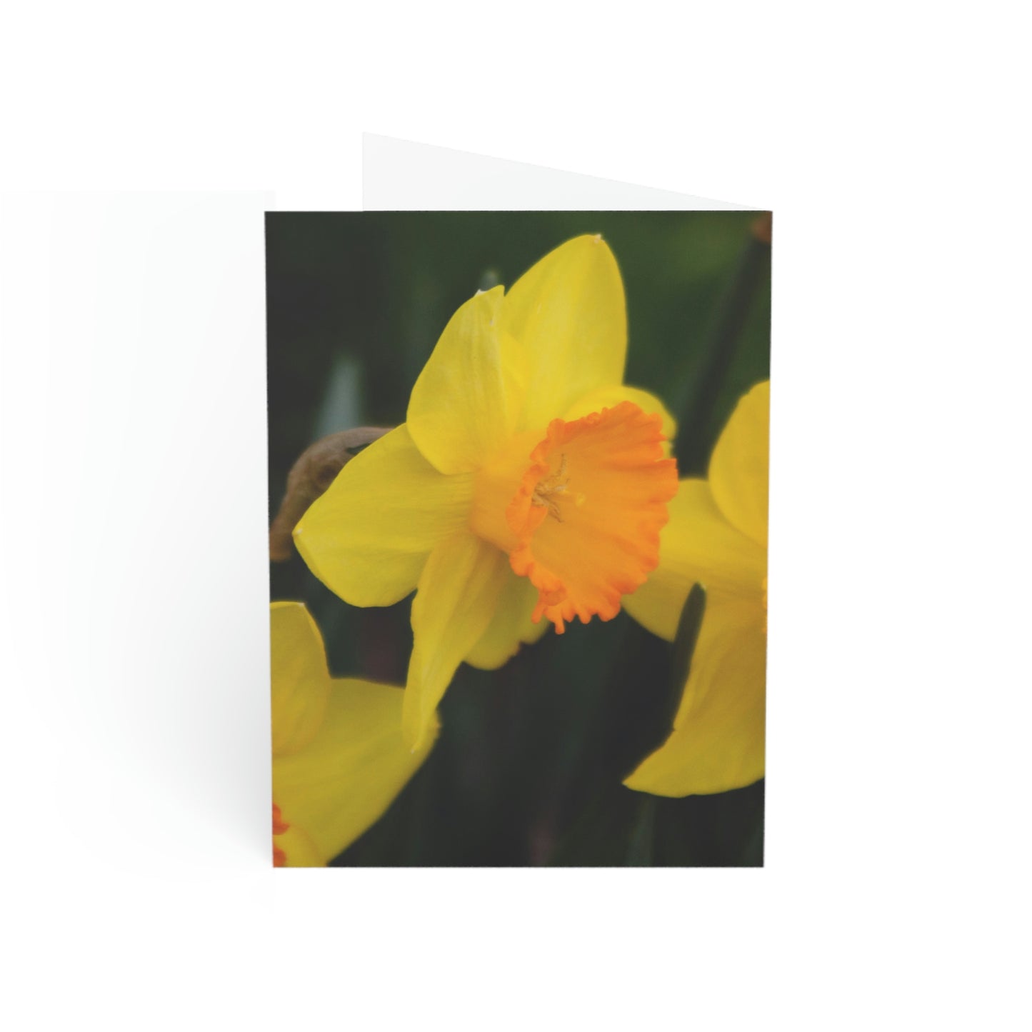 Flowers 08 Greeting Cards (1, 10, 30, and 50pcs)