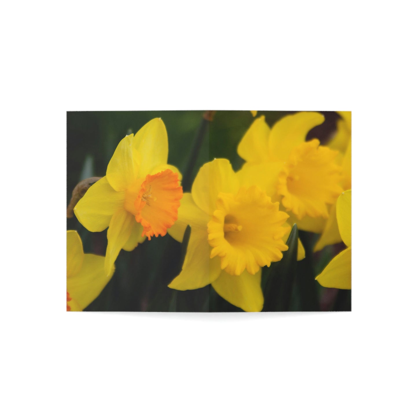 Flowers 08 Greeting Cards (1, 10, 30, and 50pcs)