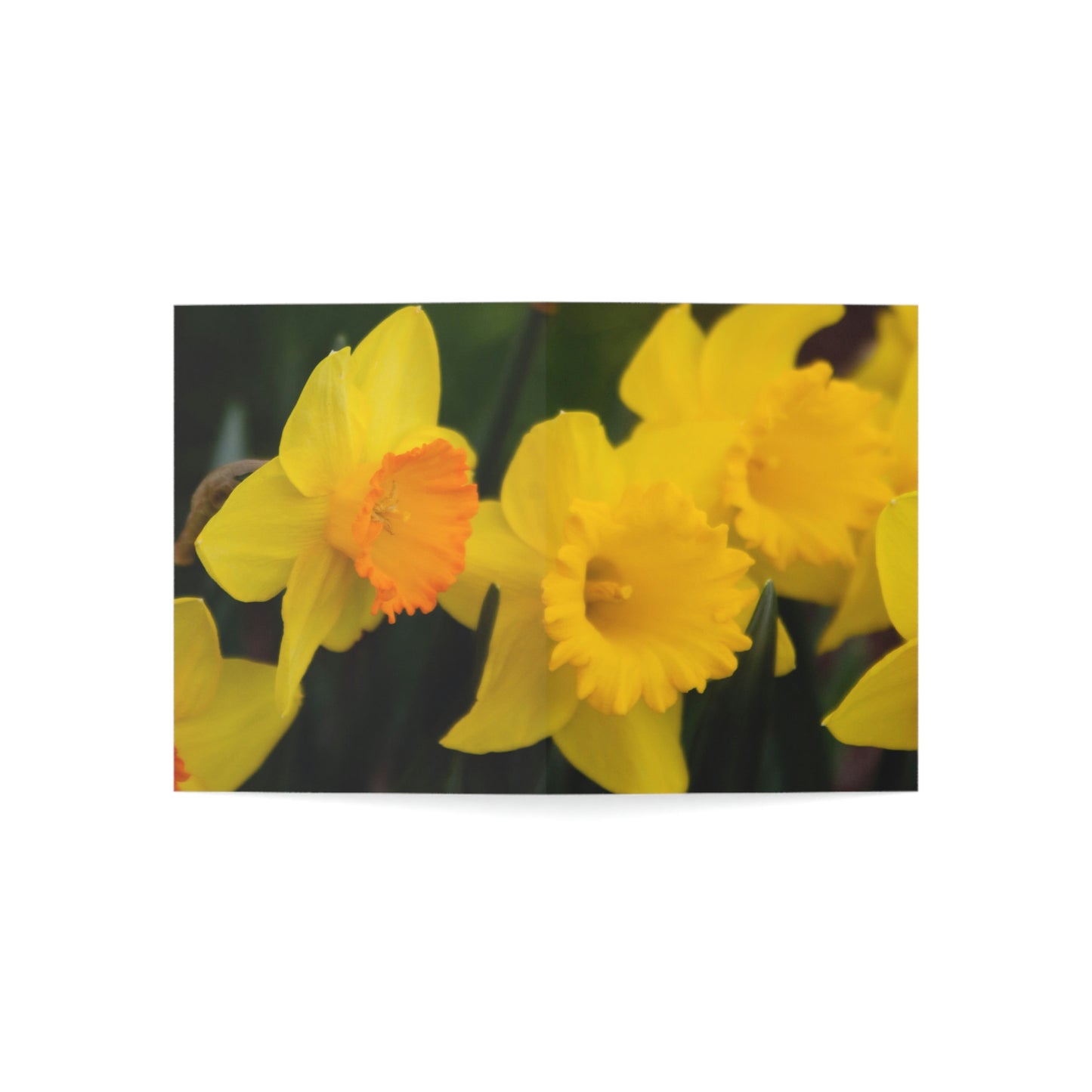 Flowers 08 Greeting Cards (1, 10, 30, and 50pcs)