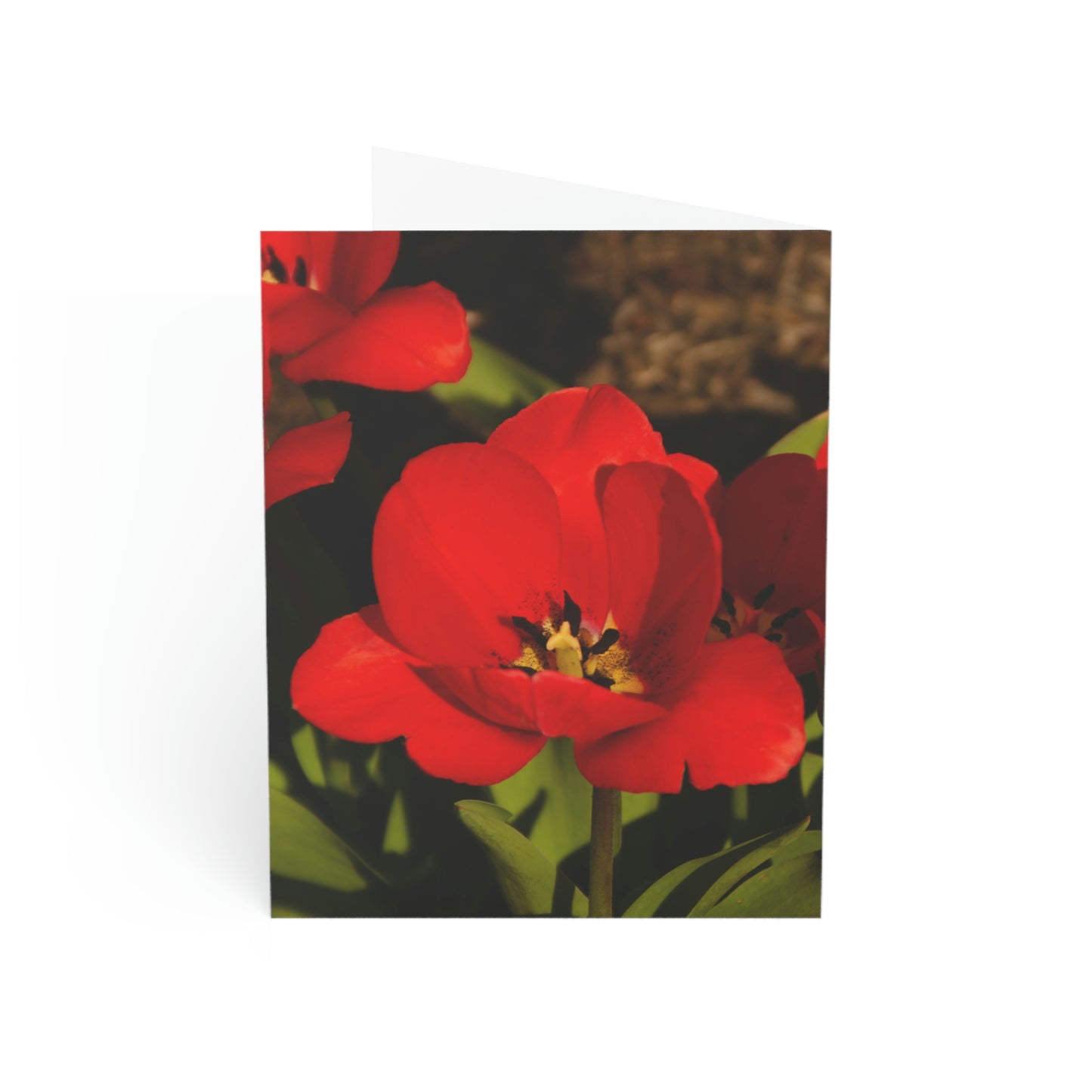 Flowers 05 Greeting Cards (1, 10, 30, and 50pcs)