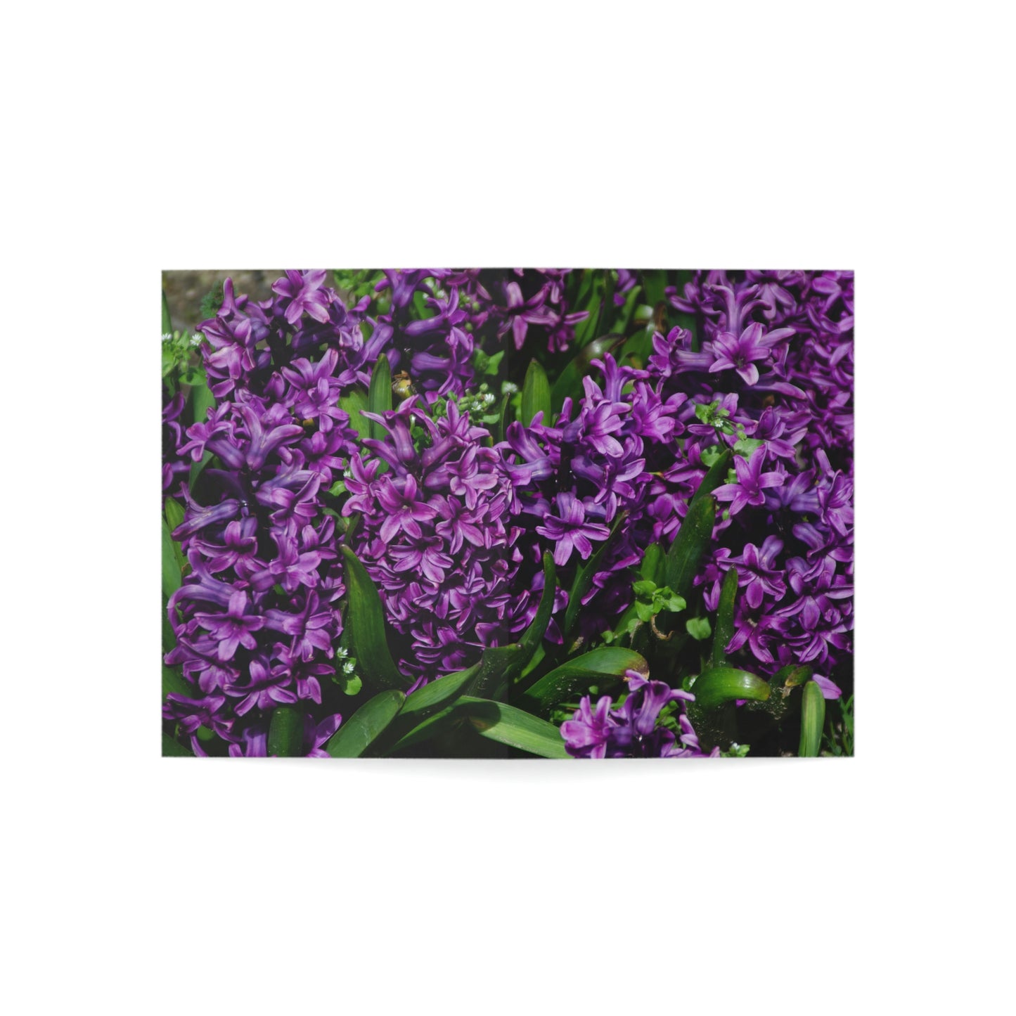 Flowers 21 Greeting Cards (1, 10, 30, and 50pcs)