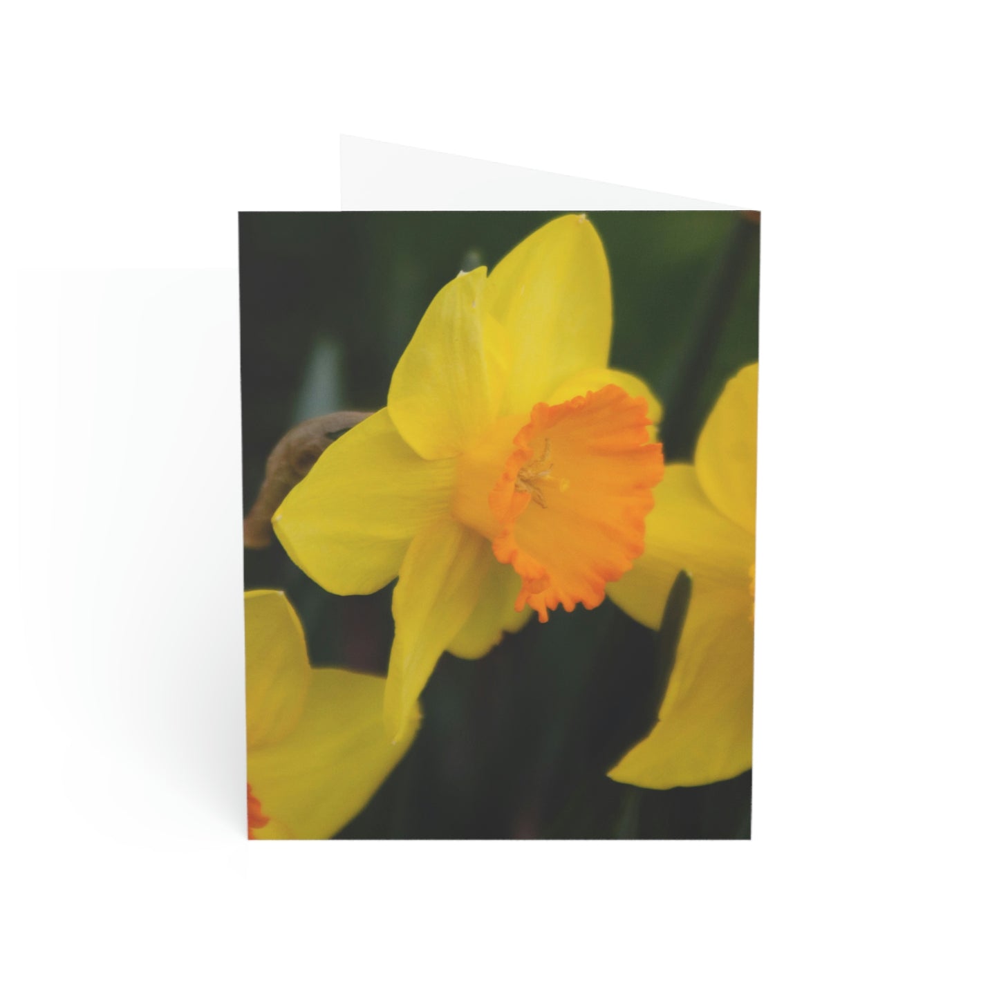 Flowers 08 Greeting Cards (1, 10, 30, and 50pcs)