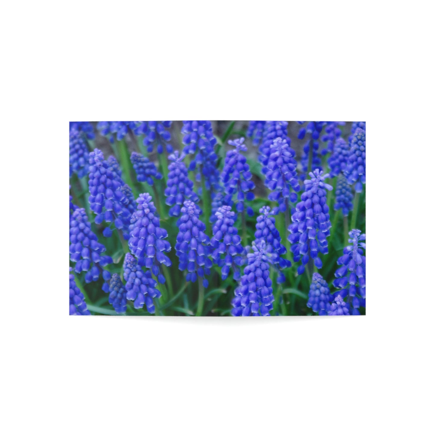 Flowers 10 Greeting Cards (1, 10, 30, and 50pcs)