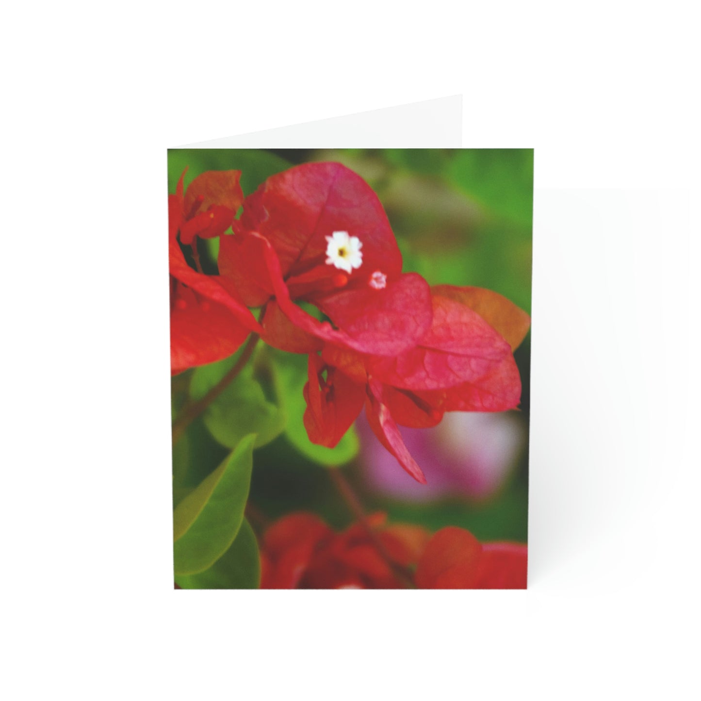 Flowers 28 Greeting Cards (1, 10, 30, and 50pcs)