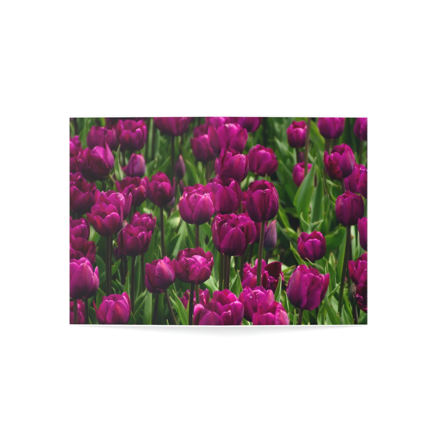 Flowers 20 Greeting Cards (1, 10, 30, and 50pcs)