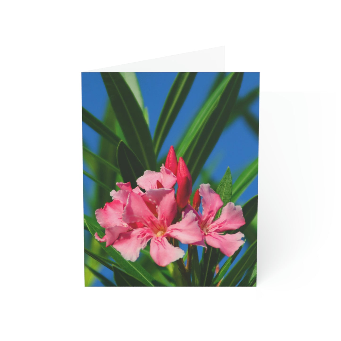 Flowers 30 Greeting Cards (1, 10, 30, and 50pcs)
