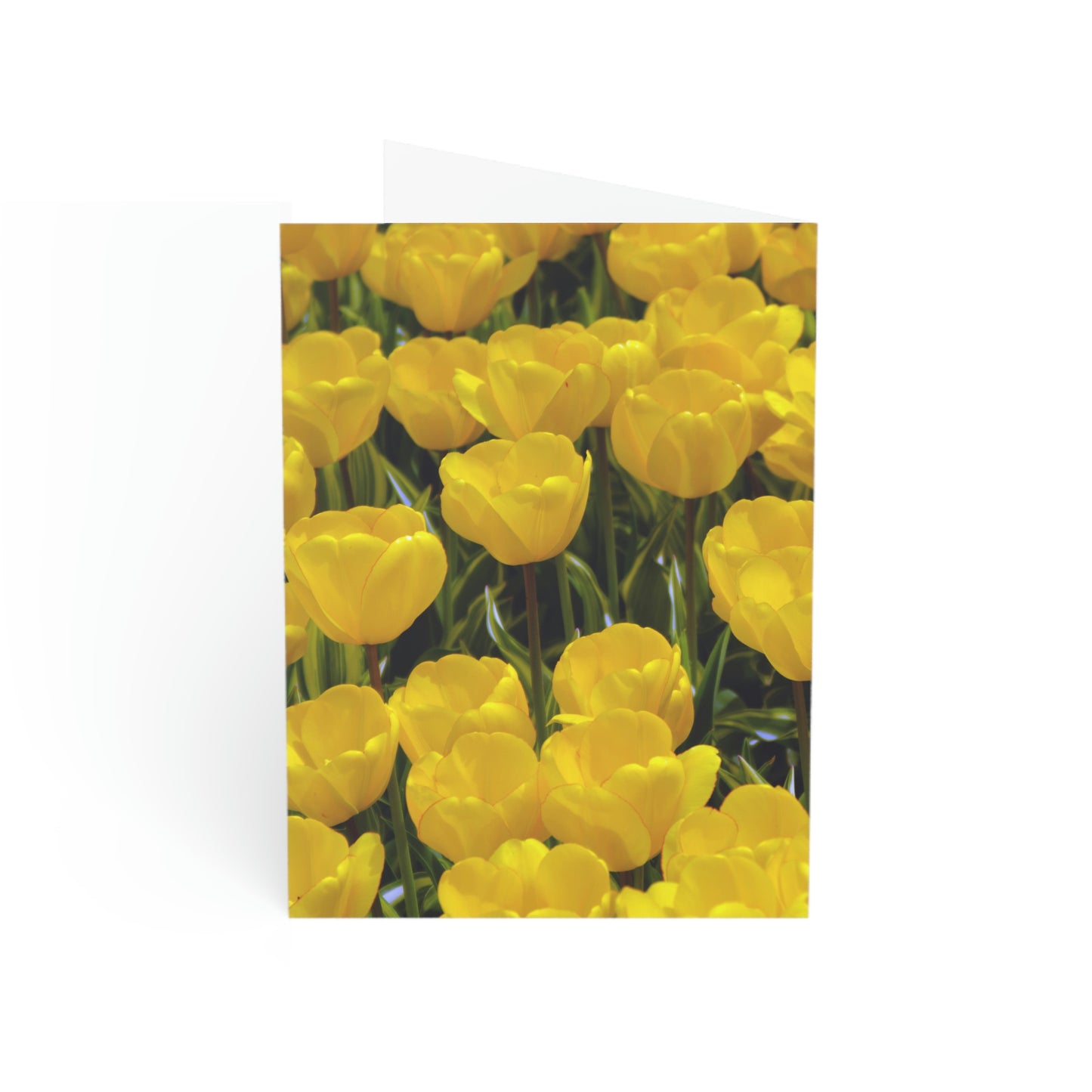 Flowers 23 Greeting Cards (1, 10, 30, and 50pcs)