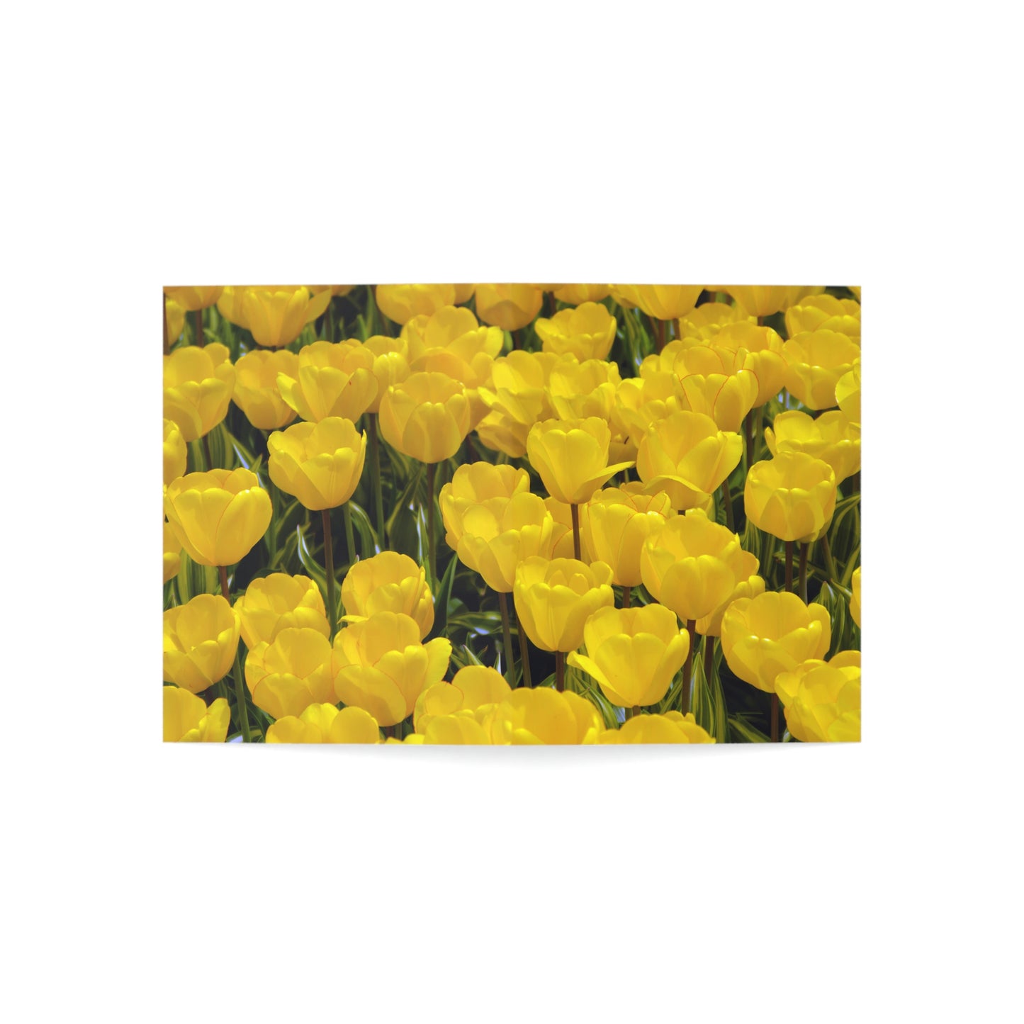 Flowers 23 Greeting Cards (1, 10, 30, and 50pcs)