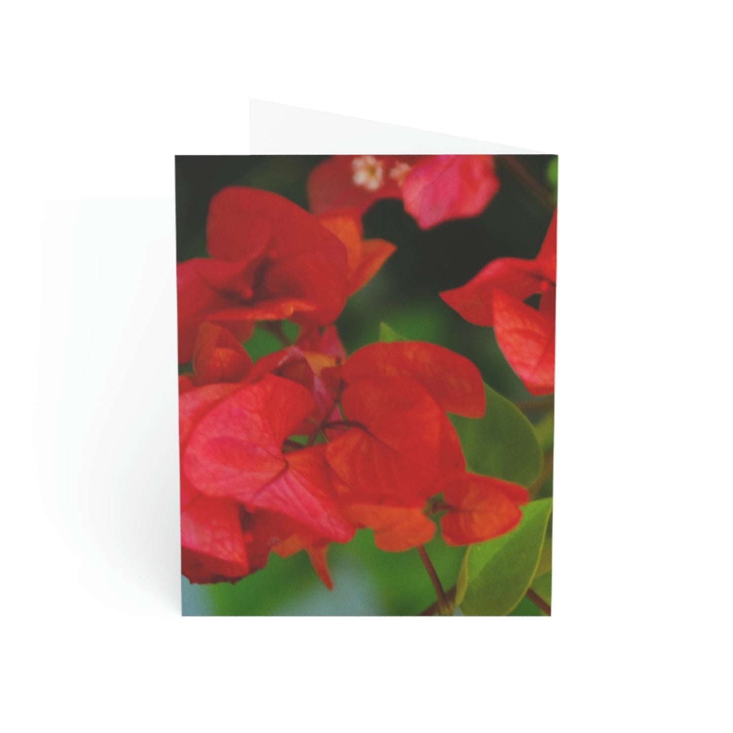 Flowers 28 Greeting Cards (1, 10, 30, and 50pcs)