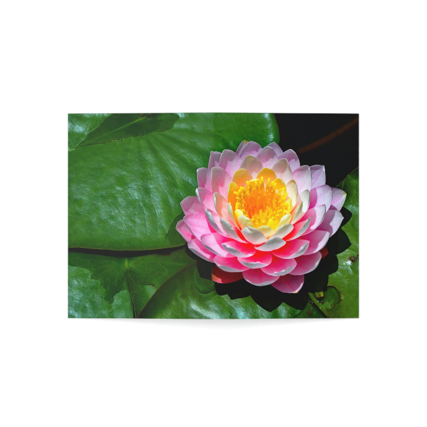 Flowers 25 Greeting Cards (1, 10, 30, and 50pcs)