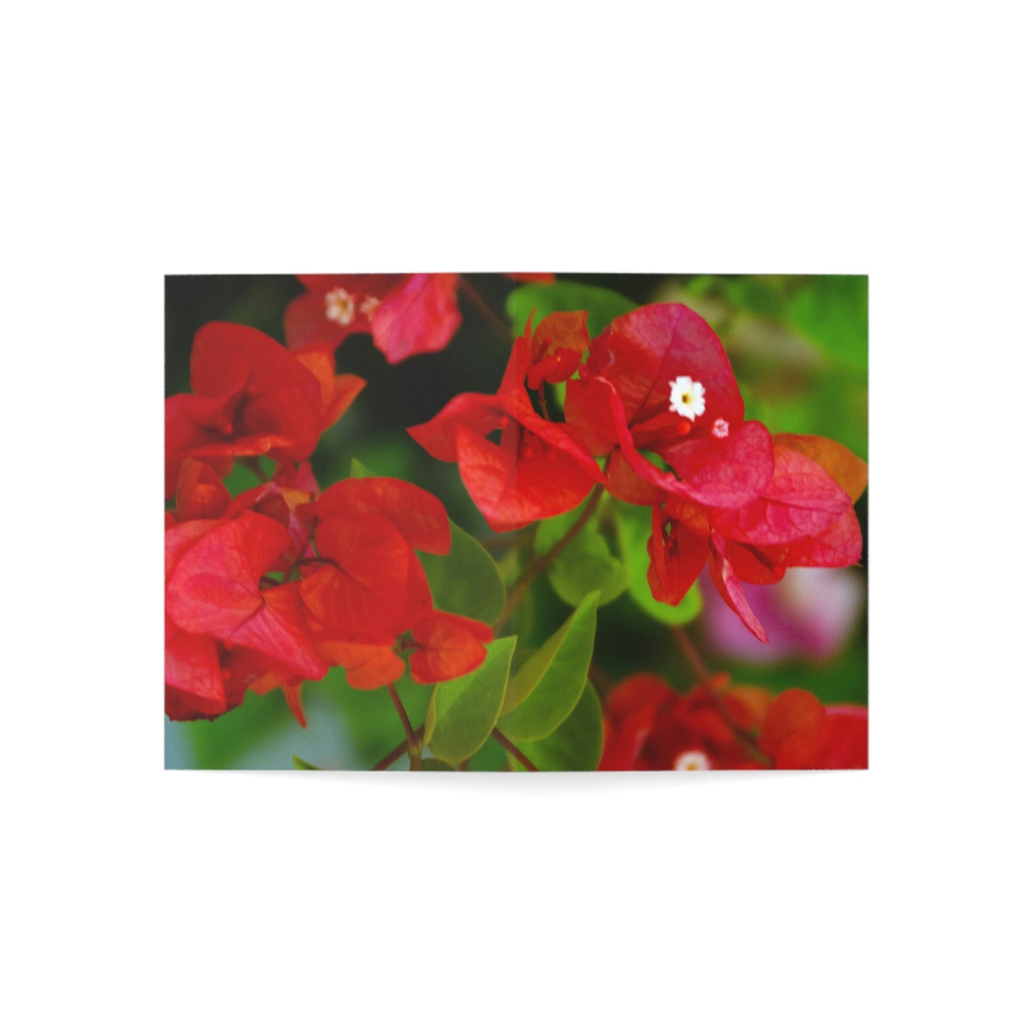 Flowers 28 Greeting Cards (1, 10, 30, and 50pcs)