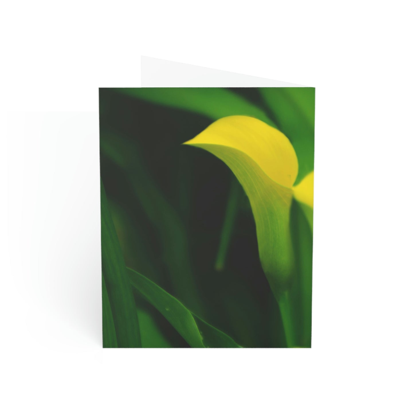 Flowers 33 Greeting Cards (1, 10, 30, and 50pcs)