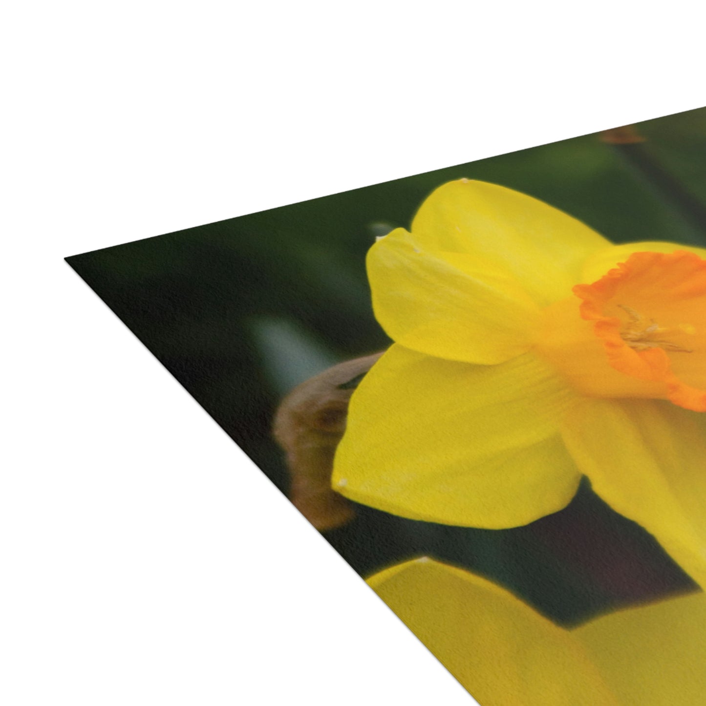 Flowers 08 Greeting Cards (1, 10, 30, and 50pcs)