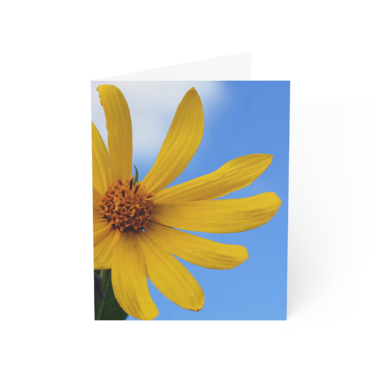 Flowers 32 Greeting Cards (1, 10, 30, and 50pcs)