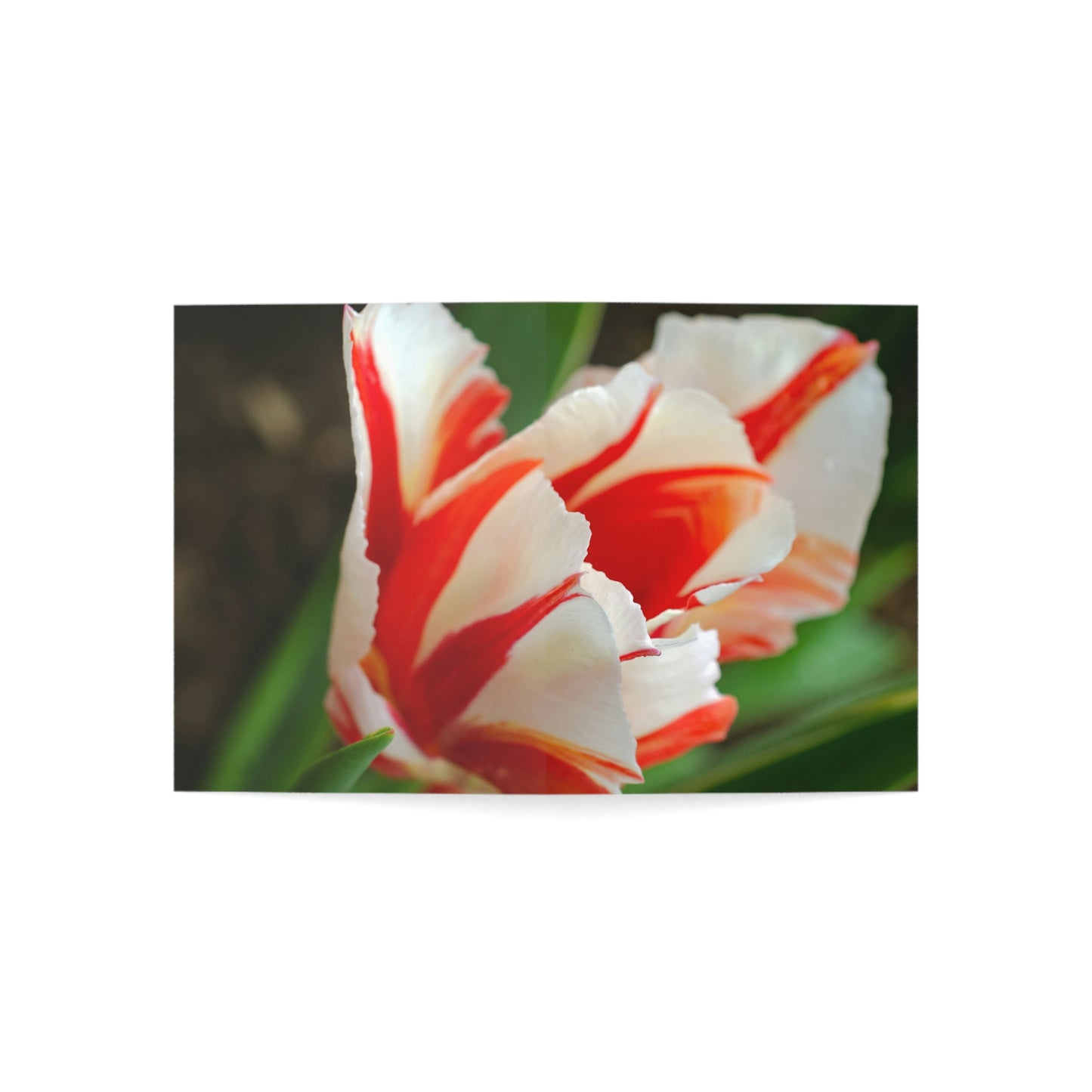 Flowers 12 Greeting Cards (1, 10, 30, and 50pcs)