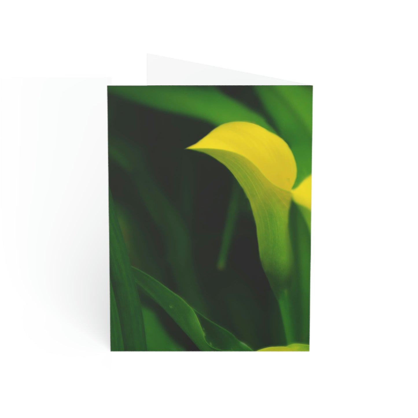 Flowers 33 Greeting Cards (1, 10, 30, and 50pcs)
