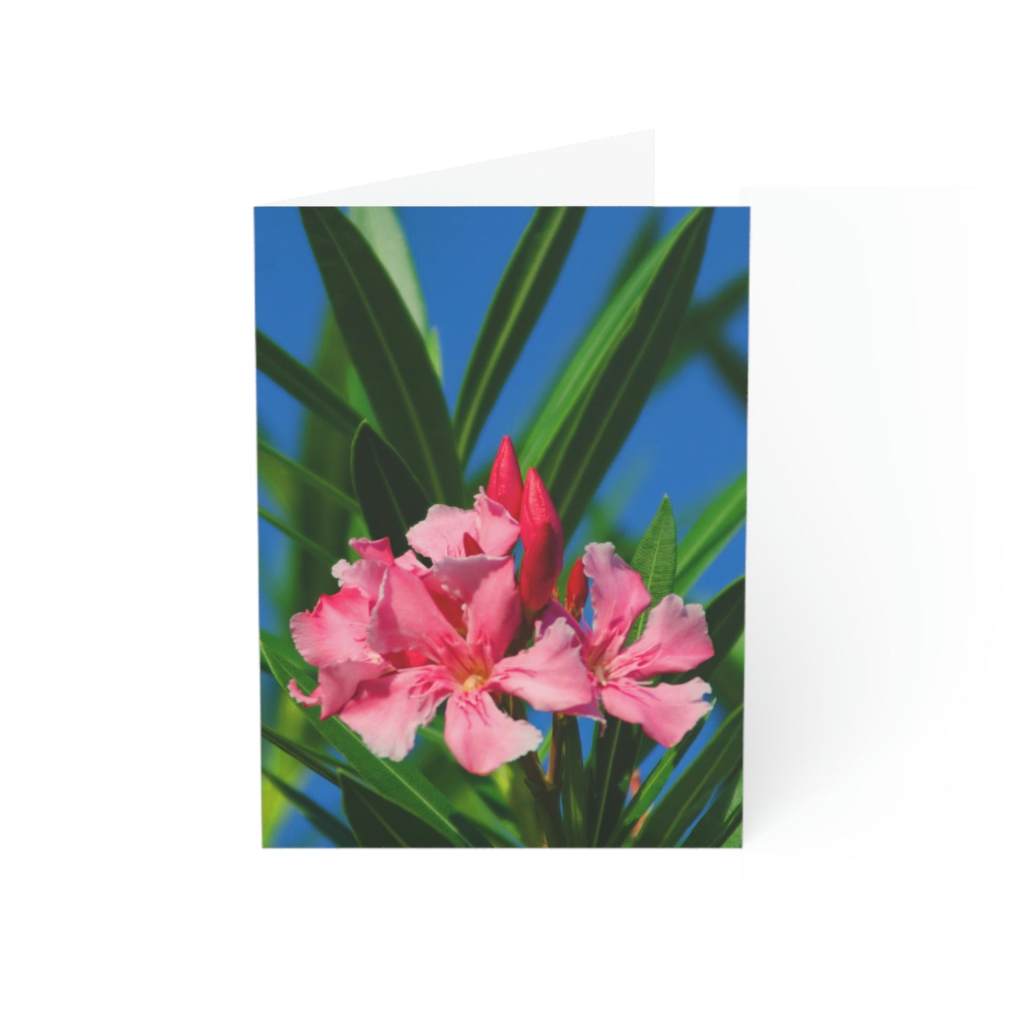 Flowers 30 Greeting Cards (1, 10, 30, and 50pcs)