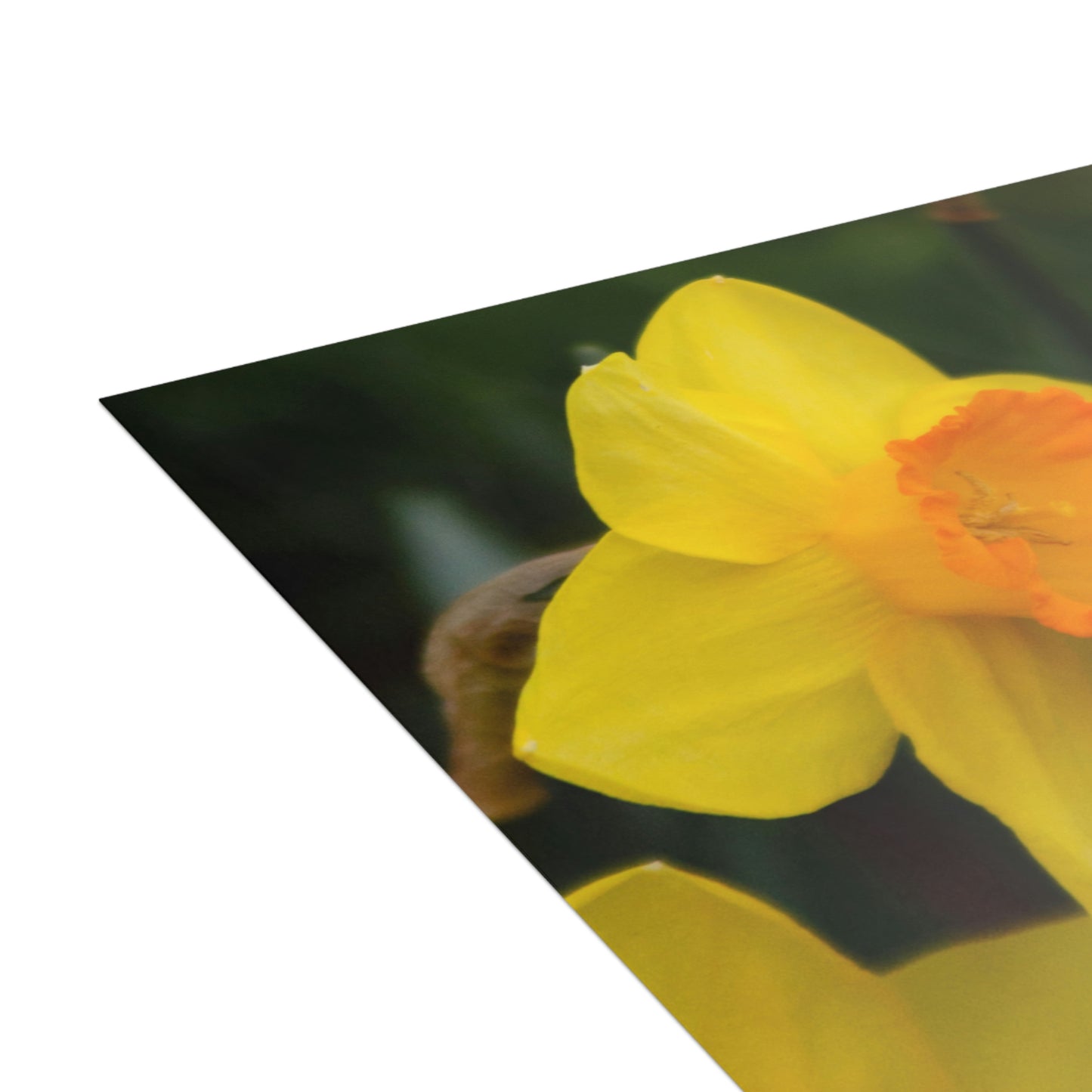 Flowers 08 Greeting Cards (1, 10, 30, and 50pcs)
