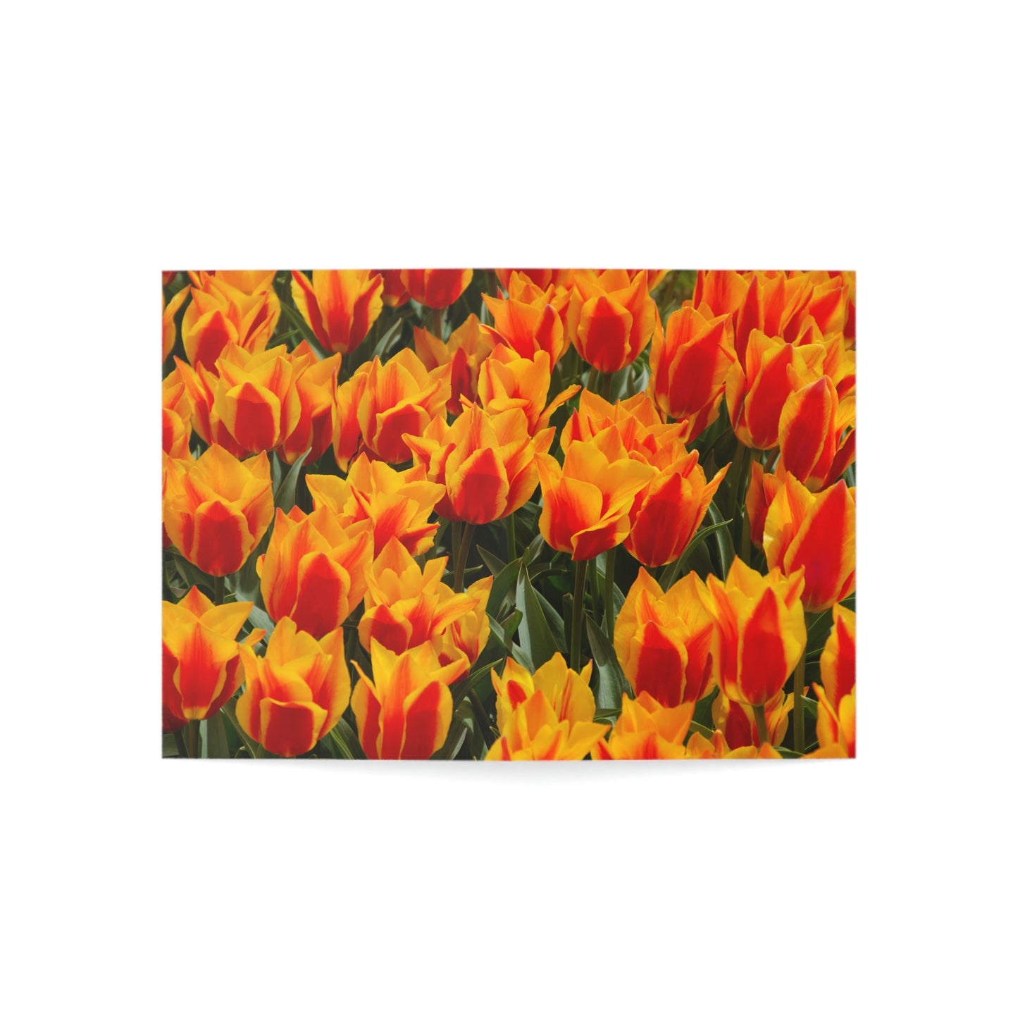Flowers 18 Greeting Cards (1, 10, 30, and 50pcs)