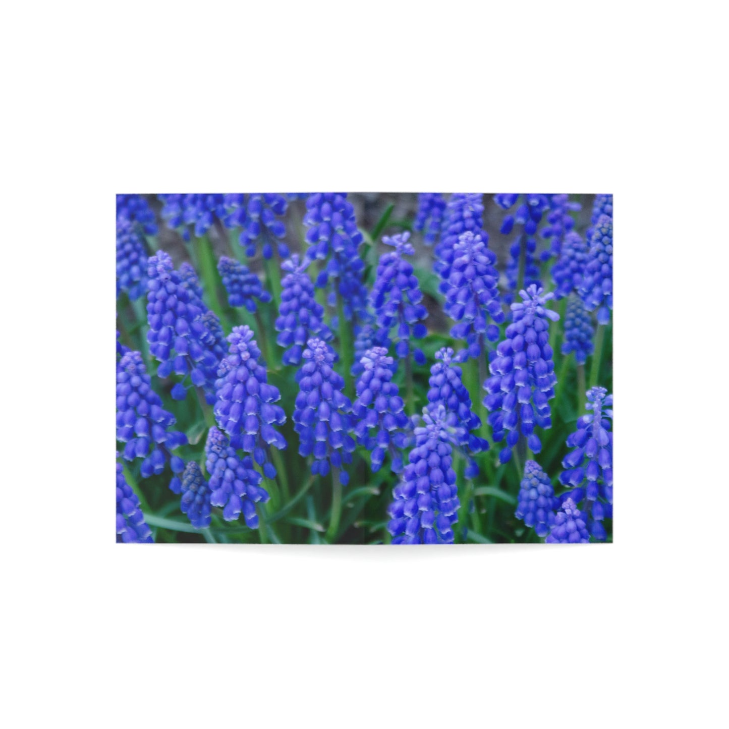 Flowers 10 Greeting Cards (1, 10, 30, and 50pcs)