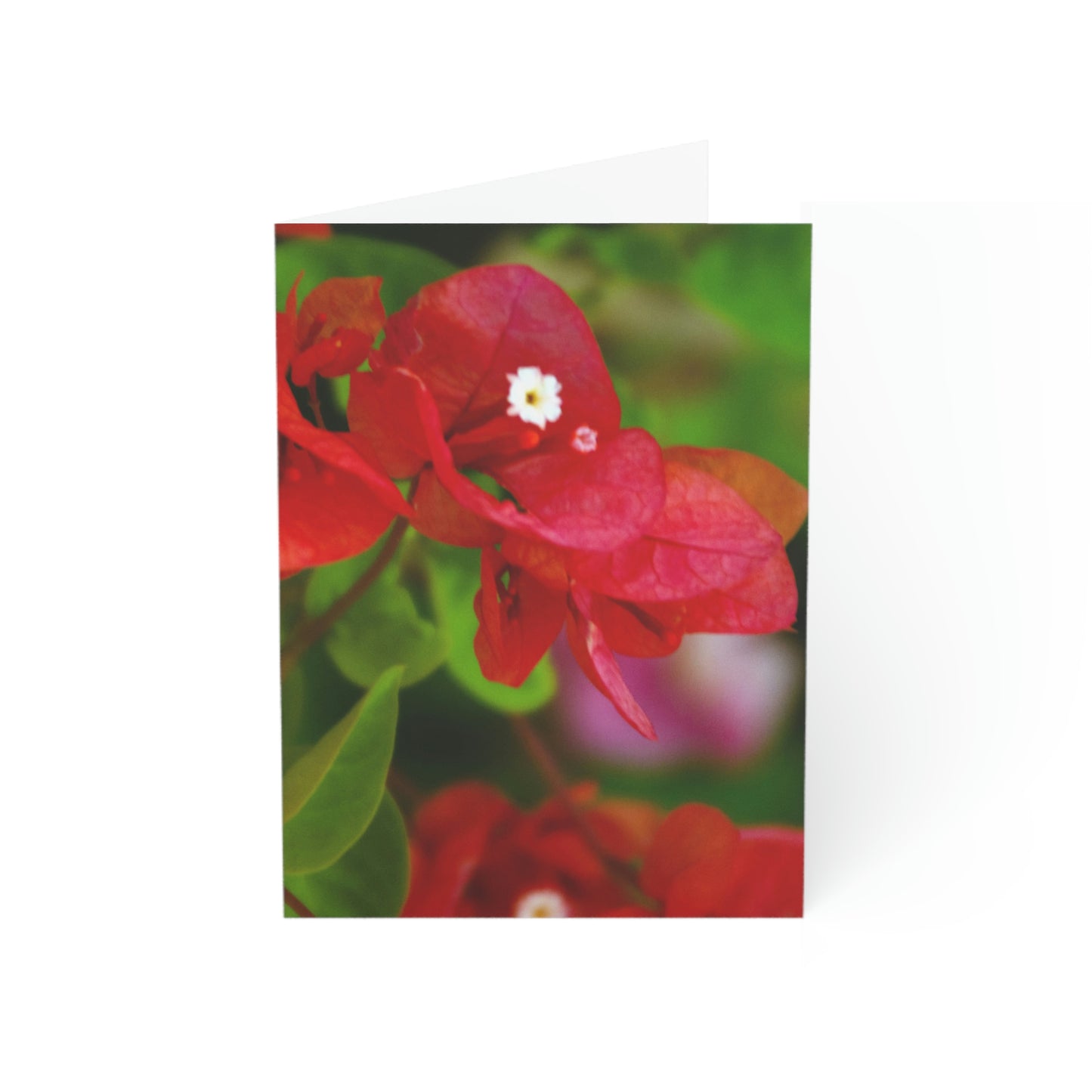 Flowers 28 Greeting Cards (1, 10, 30, and 50pcs)