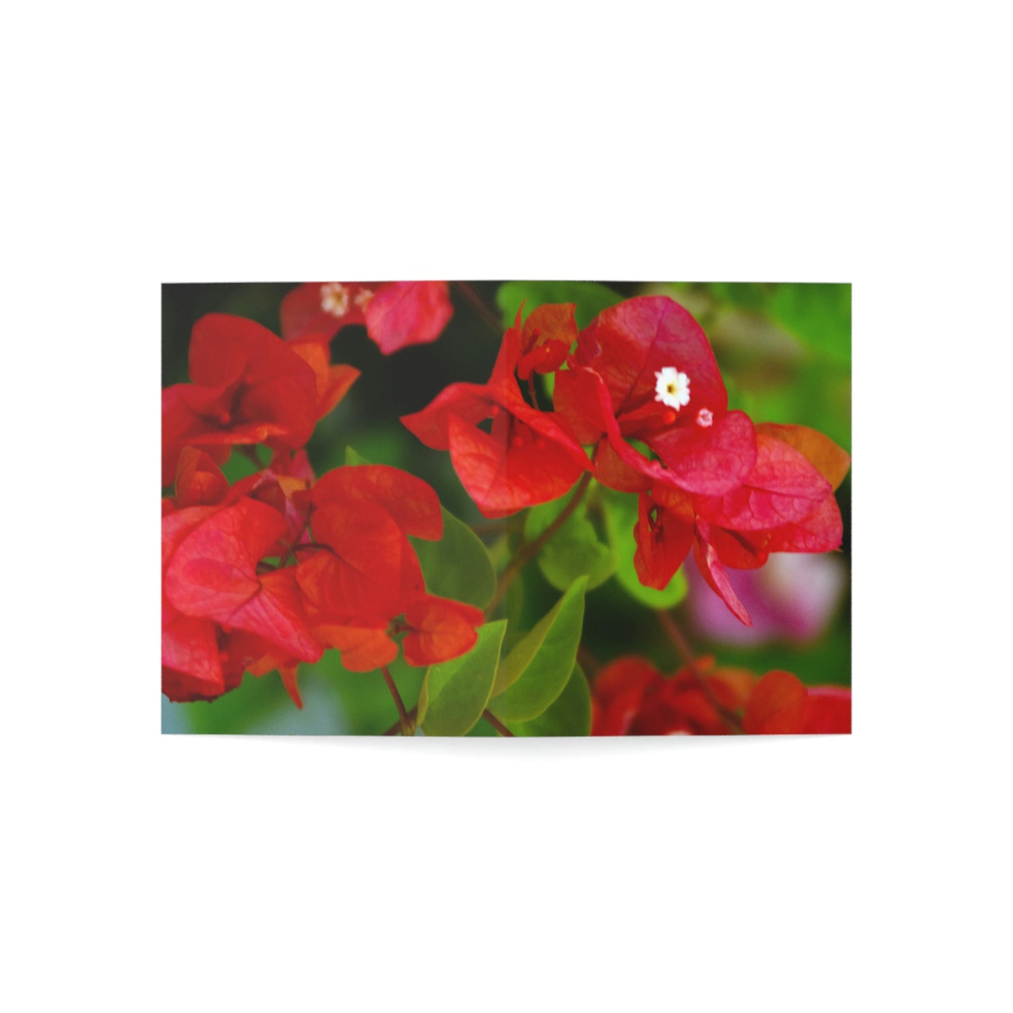 Flowers 28 Greeting Cards (1, 10, 30, and 50pcs)