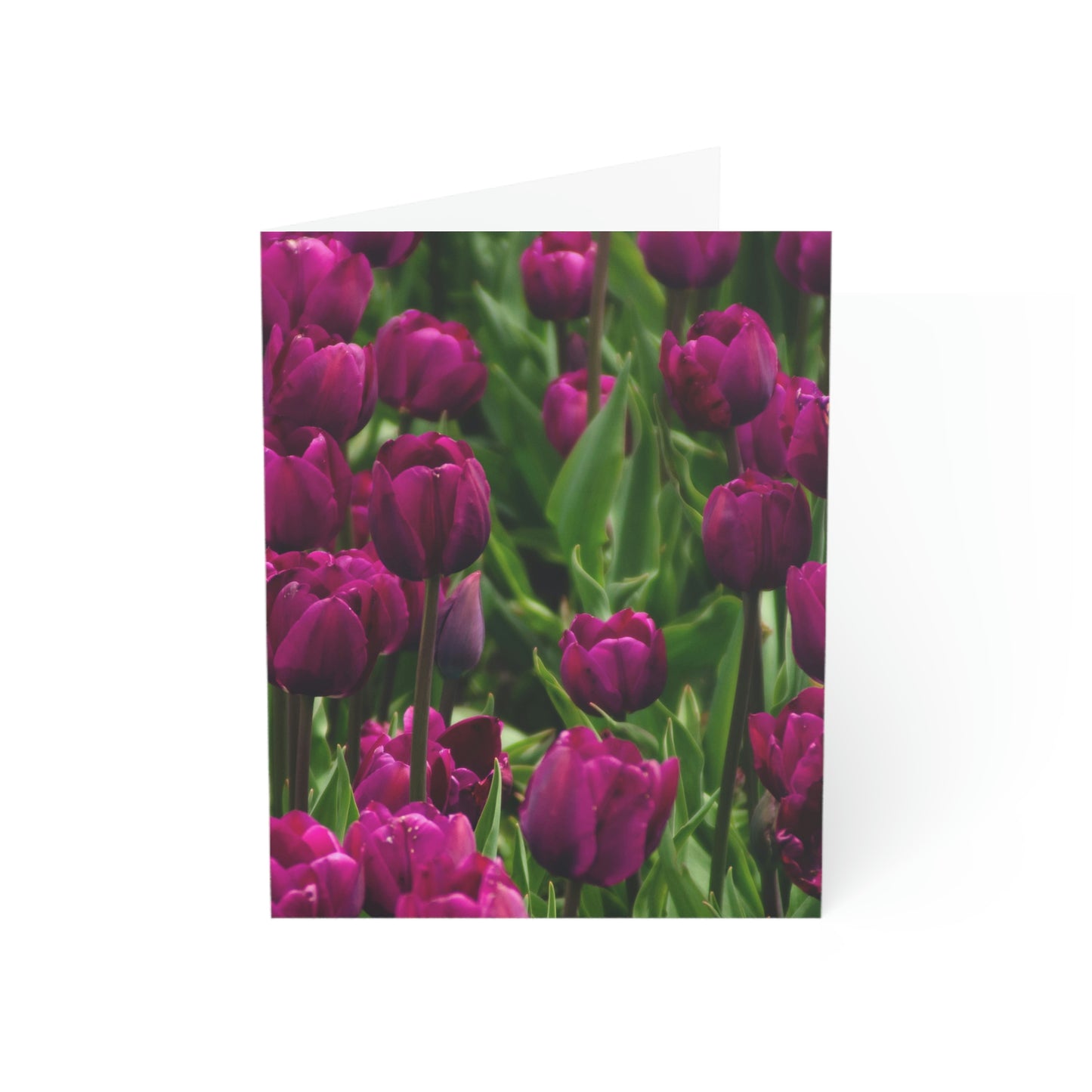 Flowers 20 Greeting Cards (1, 10, 30, and 50pcs)
