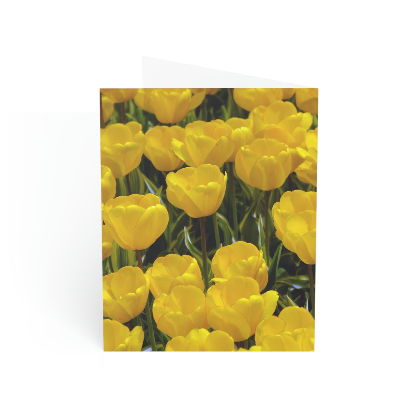 Flowers 23 Greeting Cards (1, 10, 30, and 50pcs)