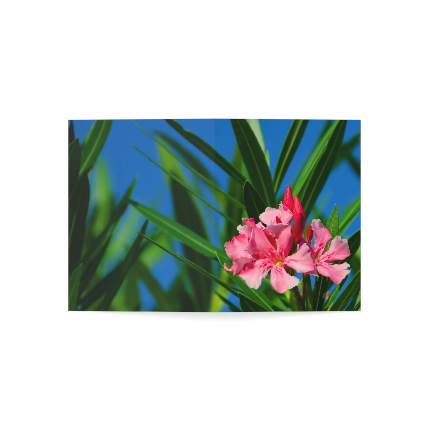 Flowers 30 Greeting Cards (1, 10, 30, and 50pcs)