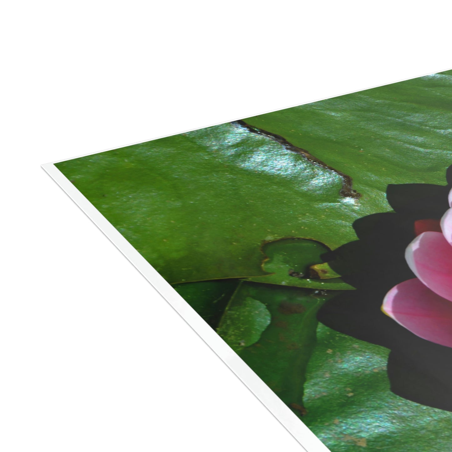 Flowers 25 Greeting Card Bundles (envelopes not included)