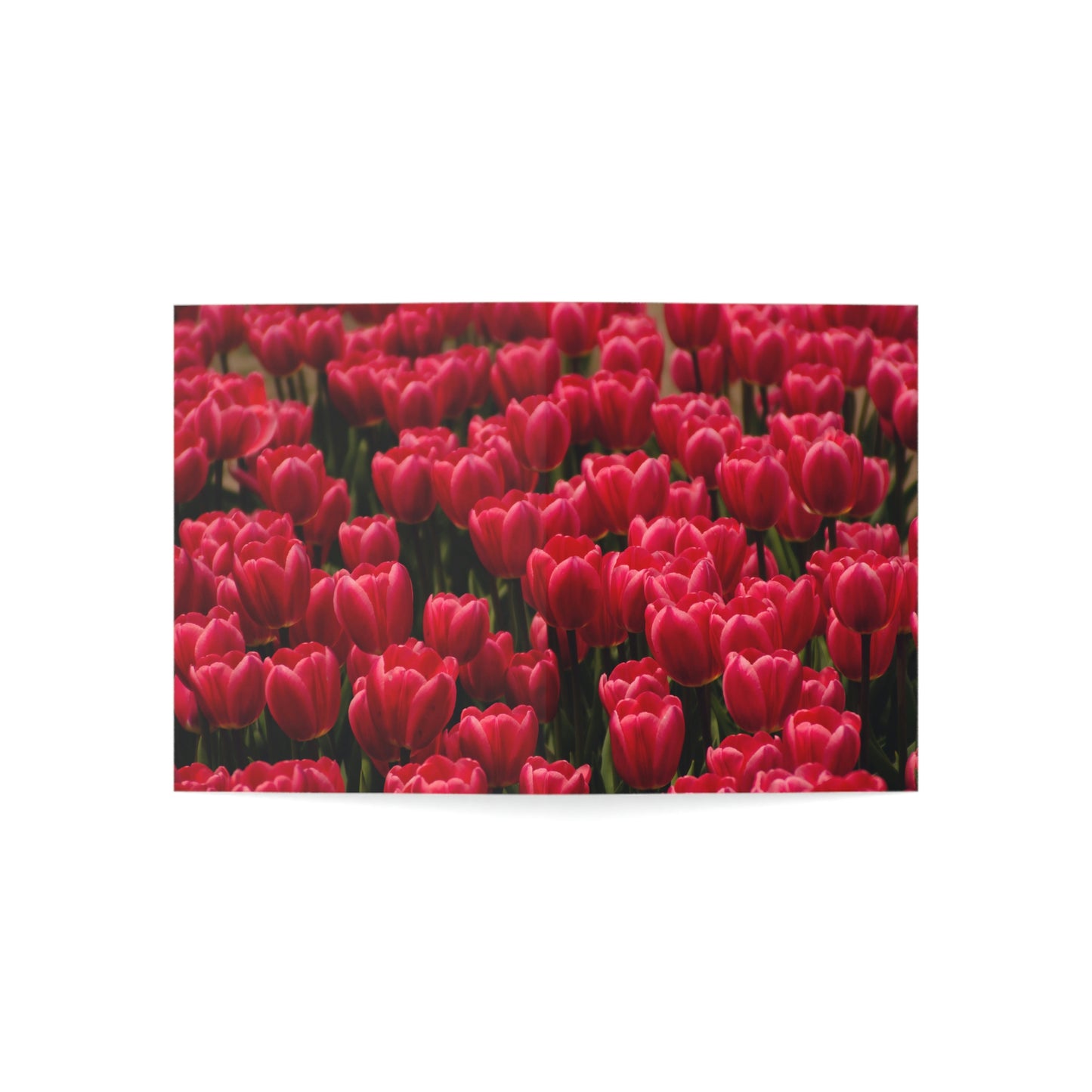 Flowers 16 Greeting Cards (1, 10, 30, and 50pcs)