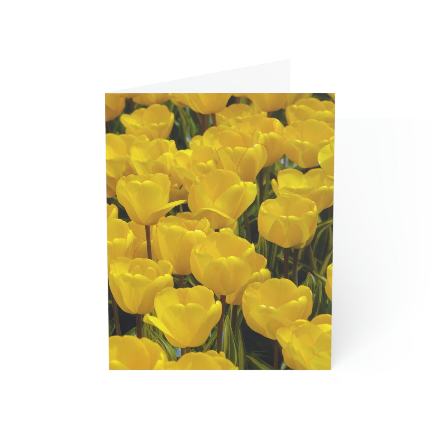 Flowers 23 Greeting Cards (1, 10, 30, and 50pcs)