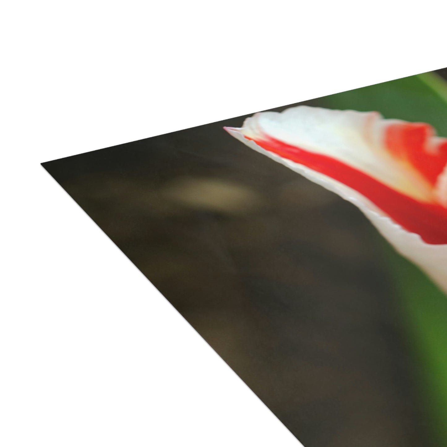 Flowers 12 Greeting Cards (1, 10, 30, and 50pcs)