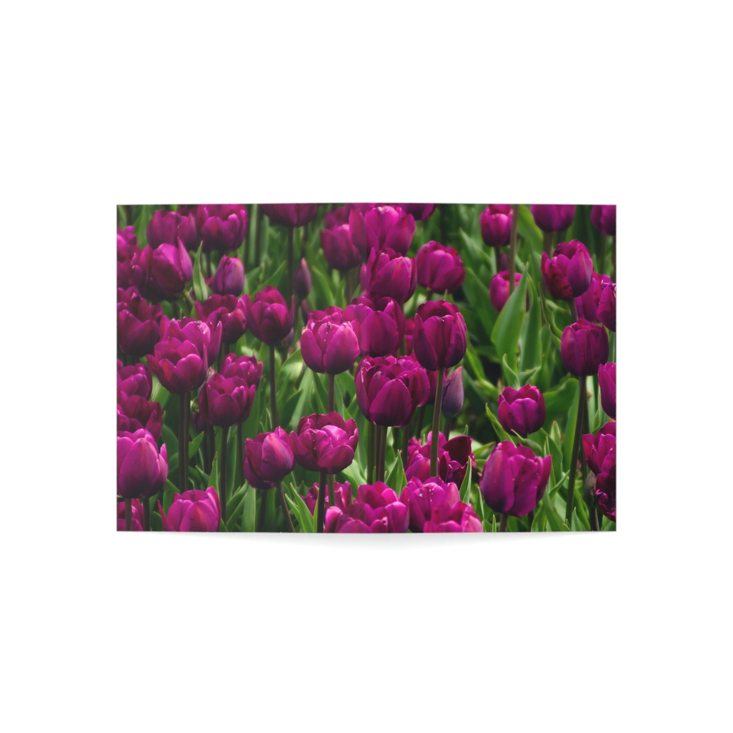 Flowers 20 Greeting Cards (1, 10, 30, and 50pcs)
