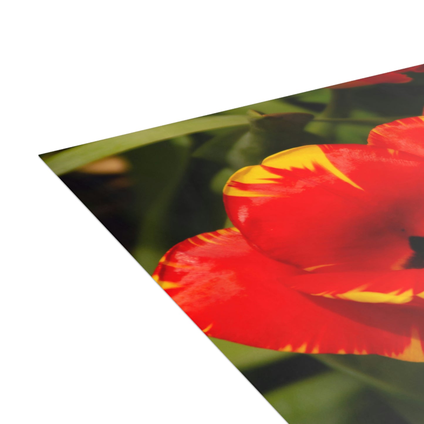 Flowers 09 Greeting Cards (1, 10, 30, and 50pcs)