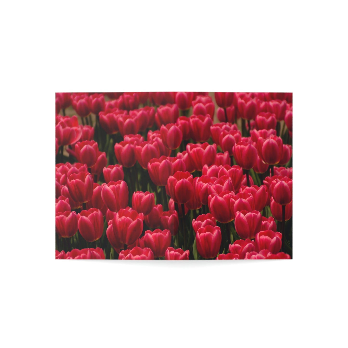 Flowers 16 Greeting Cards (1, 10, 30, and 50pcs)