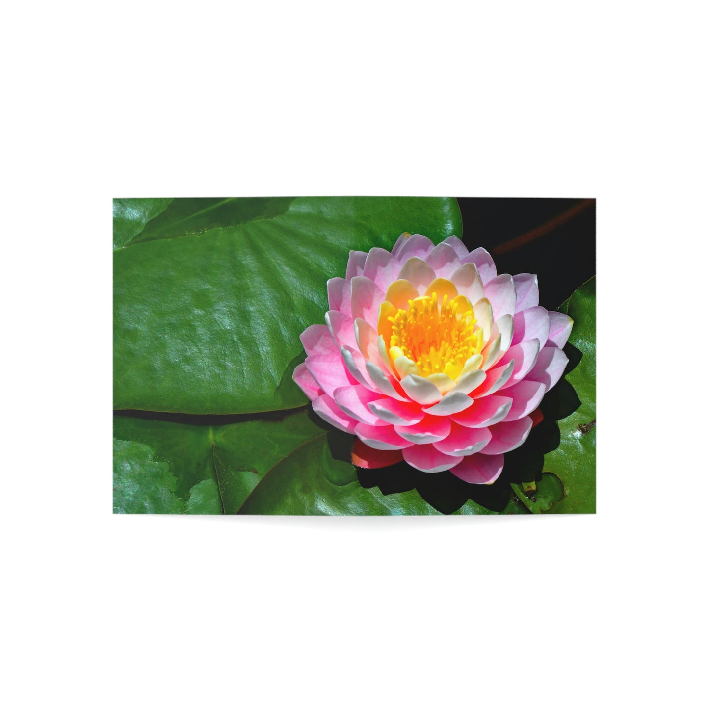 Flowers 25 Greeting Cards (1, 10, 30, and 50pcs)