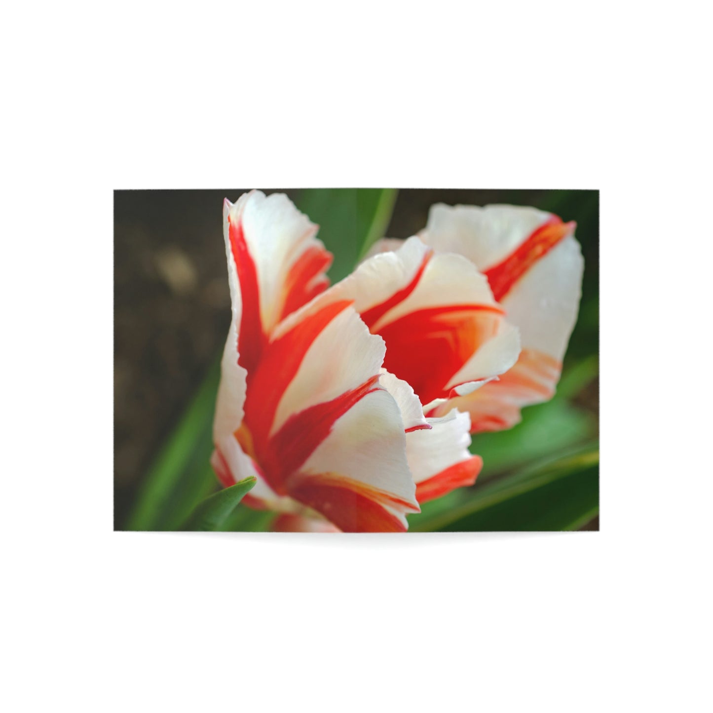 Flowers 12 Greeting Cards (1, 10, 30, and 50pcs)