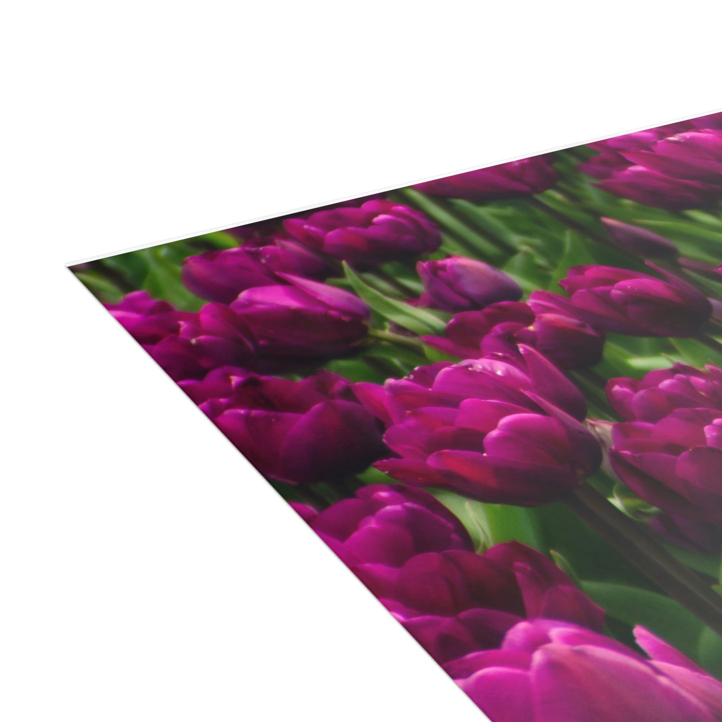 Flowers 20 Greeting Cards (1, 10, 30, and 50pcs)