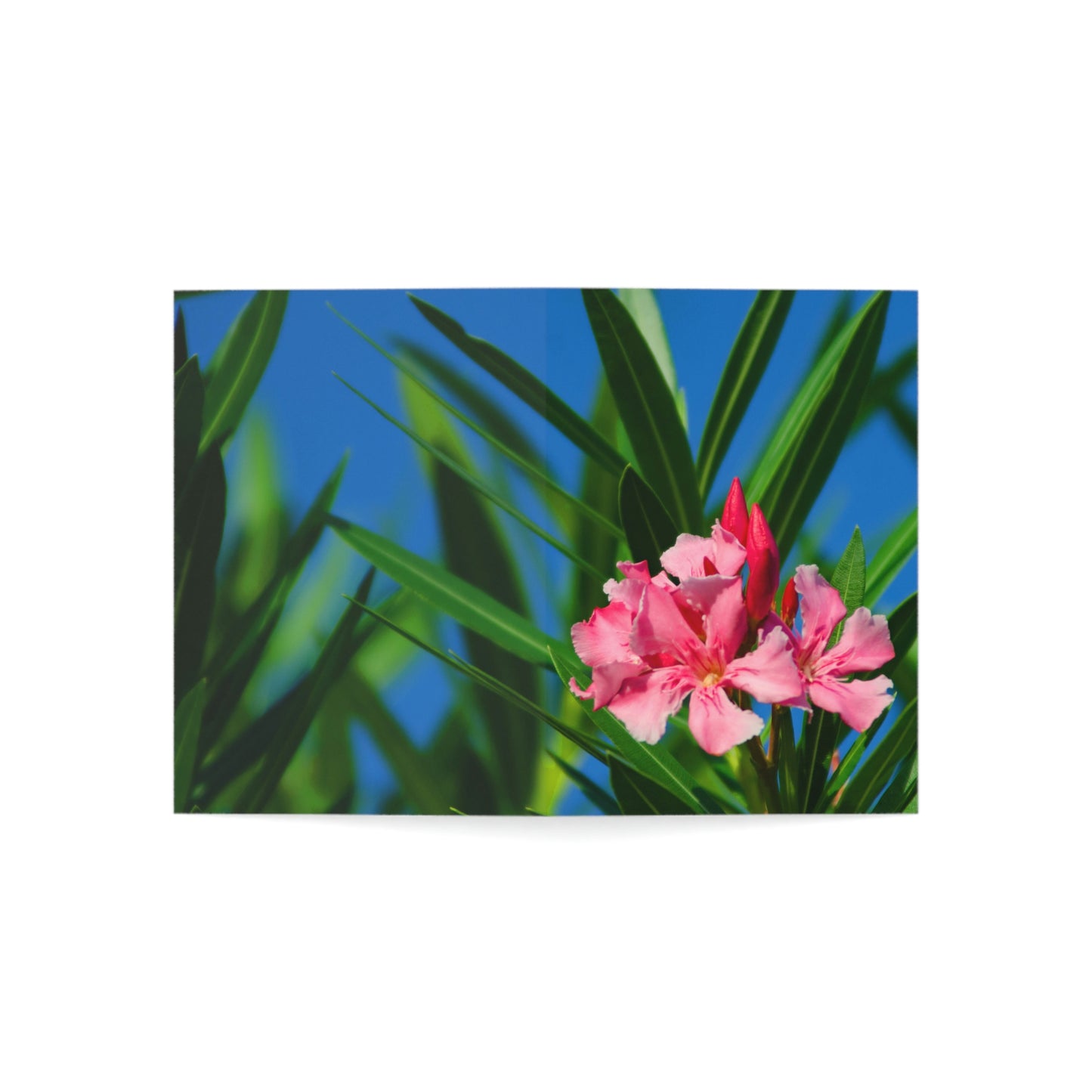 Flowers 30 Greeting Cards (1, 10, 30, and 50pcs)