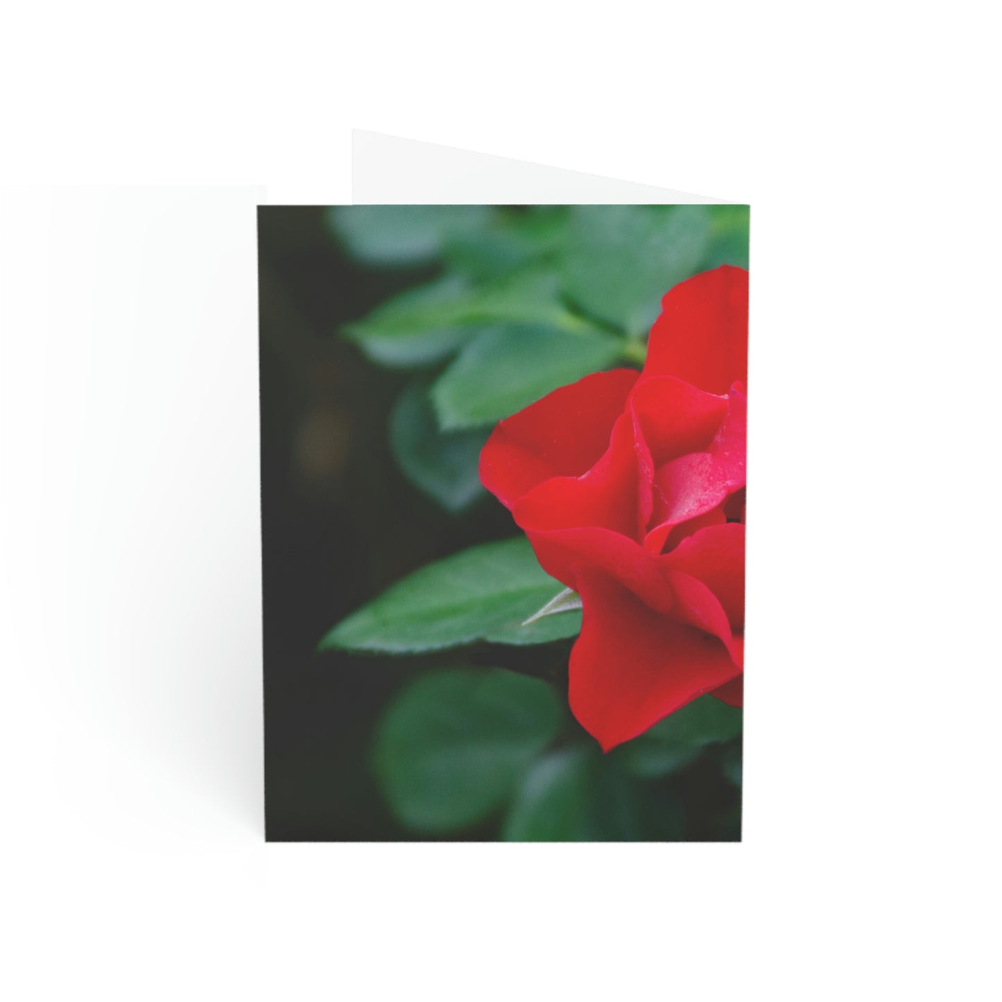 Flowers 11 Greeting Cards (1, 10, 30, and 50pcs)