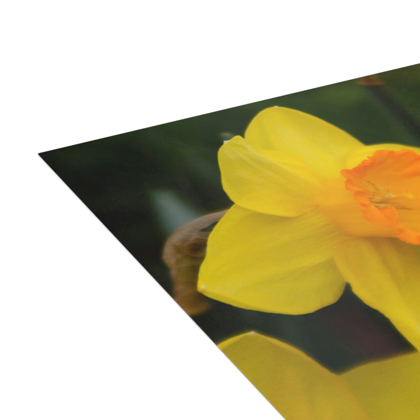 Flowers 08 Greeting Cards (1, 10, 30, and 50pcs)