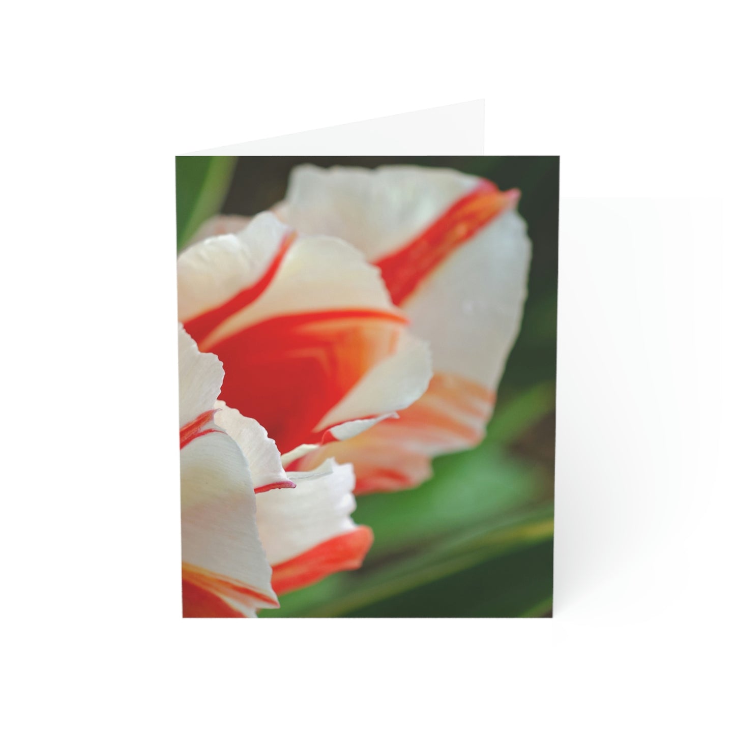 Flowers 12 Greeting Cards (1, 10, 30, and 50pcs)