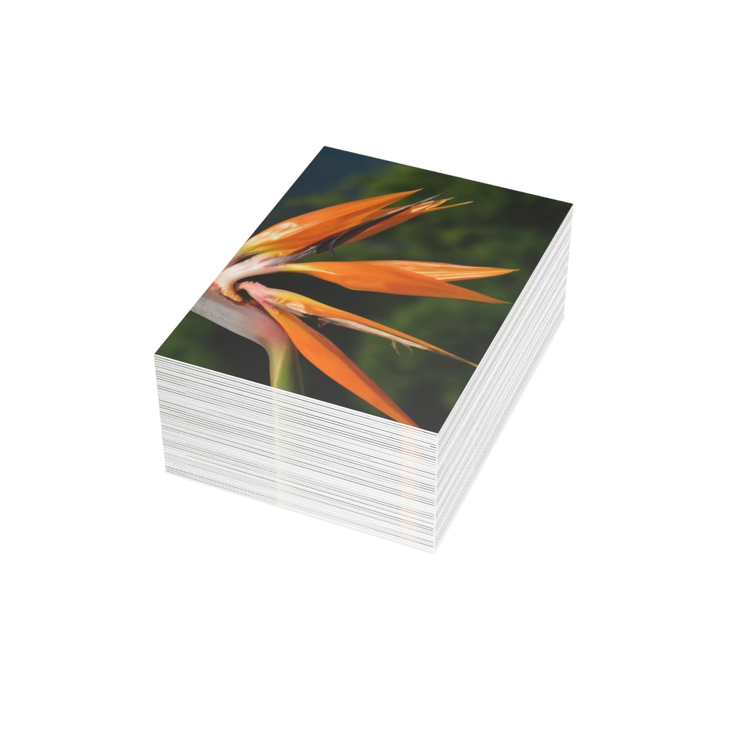 Flowers 26 Greeting Cards (1, 10, 30, and 50pcs)