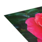 Flowers 08 Greeting Card Bundles (envelopes not included)