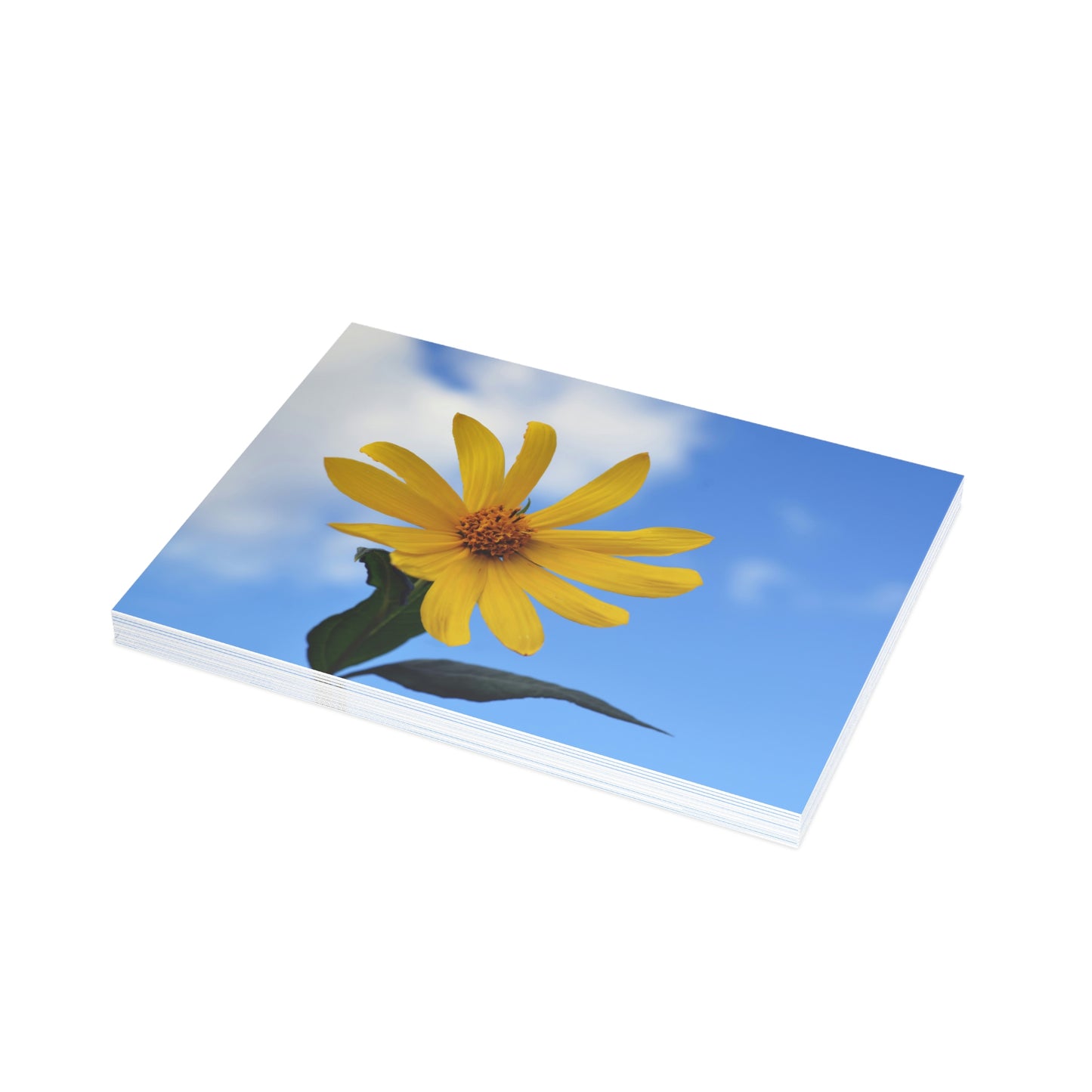 Flowers 32 Greeting Card Bundles (envelopes not included)